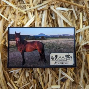 Aimant "Etalon sur Puy de dôme"