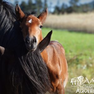 Carte postale - Jument et son poulain